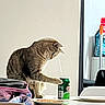 bag, can, cat, chair, curiosity, curious_cat, domestic, domestic_life, drink, feline, food, green_can, household, indoor, kitchen, neutral_background, paw, pet, plate, table