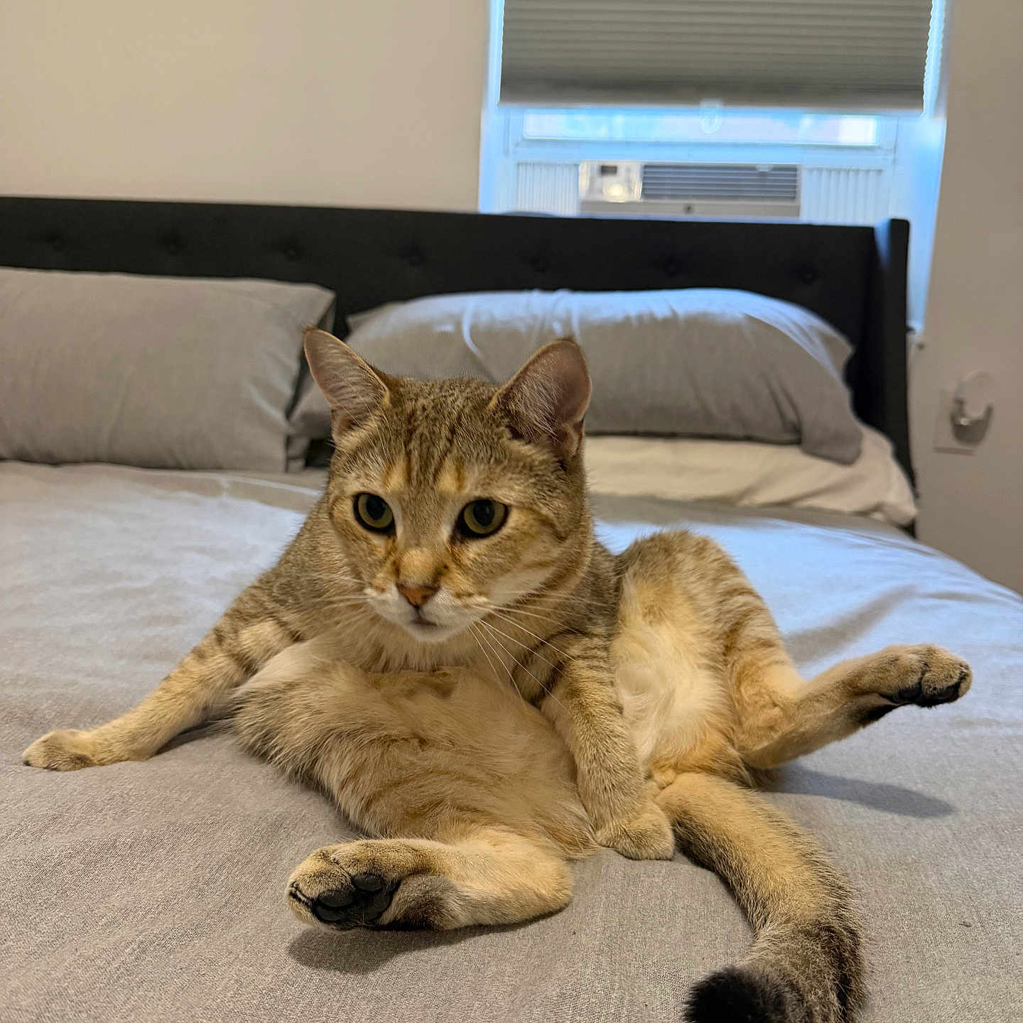 Bruno joined the competition — help win amazing prizes! cat, tabby, bed, indoor, pet, feline, relaxed, fur, whiskers, paws, curious, window, pillows, blanket, resting, animal, cute, domestic, sleepy, cozy