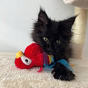 Freyja participe au concours pour gagner de l'argent avec cette photo : kitten, black_cat, plush_toy, red, yellow, blue_ribbon, cat_tree, indoor, soft_surface, curious, pet, animal, feline, close_up, young_cat, claw, paw, whiskers, playful, cozy