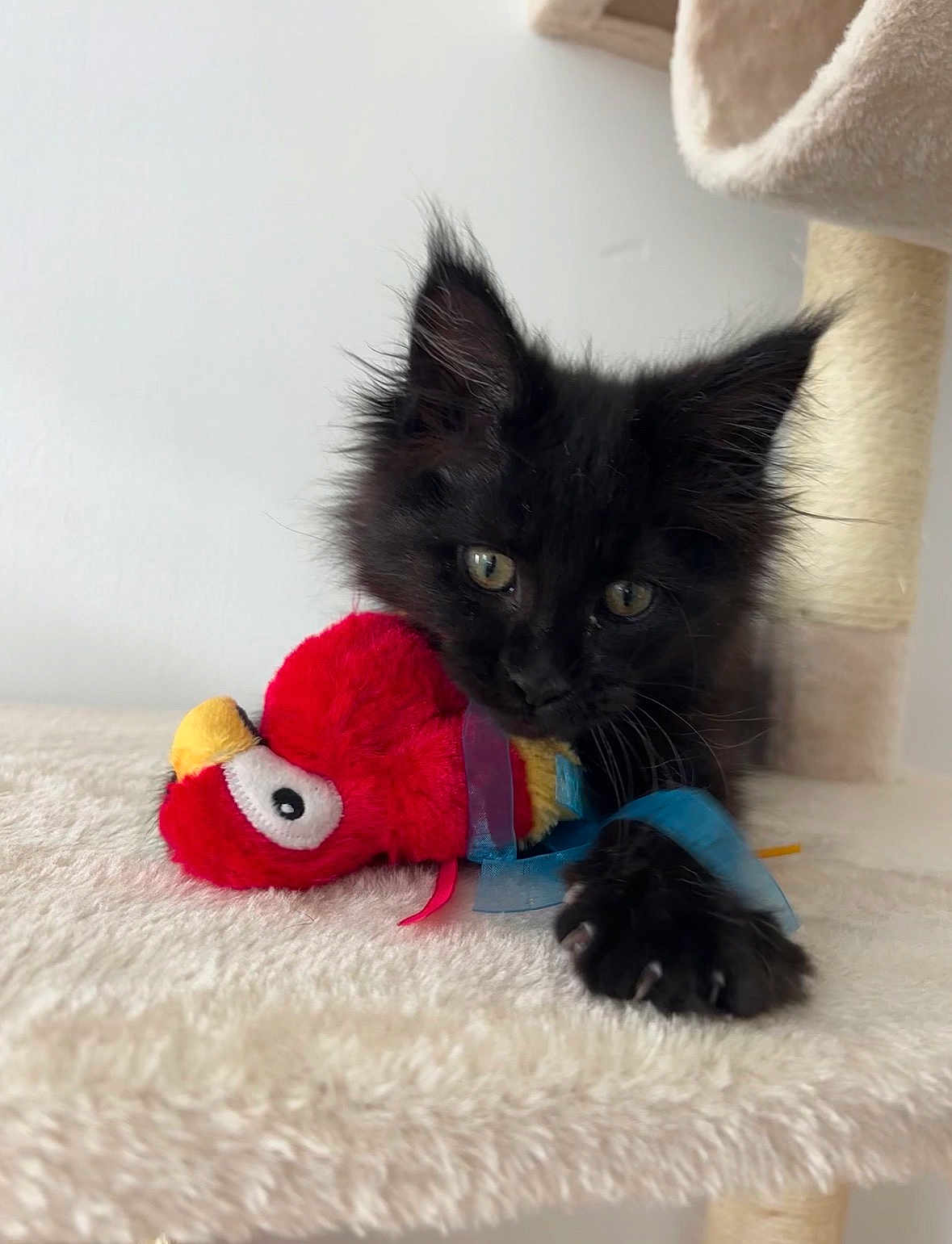 Freyja participe au concours pour gagner de l'argent avec cette photo : kitten, black_cat, plush_toy, red, yellow, blue_ribbon, cat_tree, indoor, soft_surface, curious, pet, animal, feline, close_up, young_cat, claw, paw, whiskers, playful, cozy