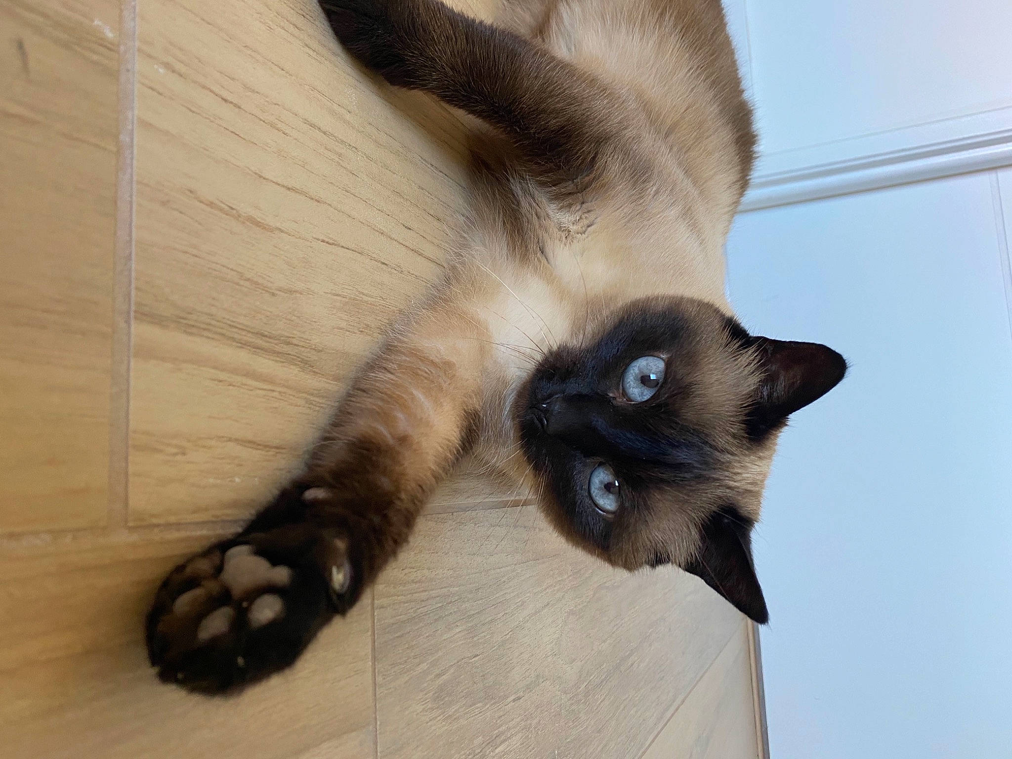 Lyla a rejoint le concours — aidez-le/la à gagner de superbes lots ! balinese, birman, carnivore, cat, claw, fawn, felidae, foot, fur, mammal, paw, siamese, small_to_medium_sized_cats, snout, thai, toe, tonkinese, vertebrate, whiskers
