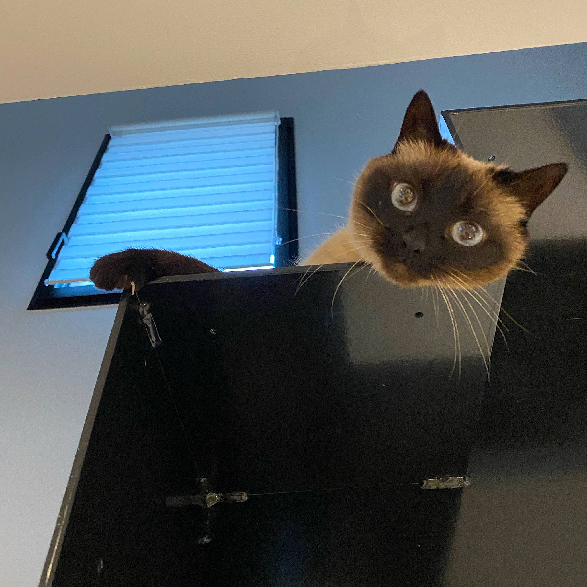 Lyla a rejoint le concours — aidez-le/la à gagner de superbes lots ! carnivore, cat, cat_furniture, cat_supply, daylighting, domestic_short_haired_cat, felidae, flowerpot, pet_supply, small_to_medium_sized_cats, snout, vertebrate, whiskers, window_covering