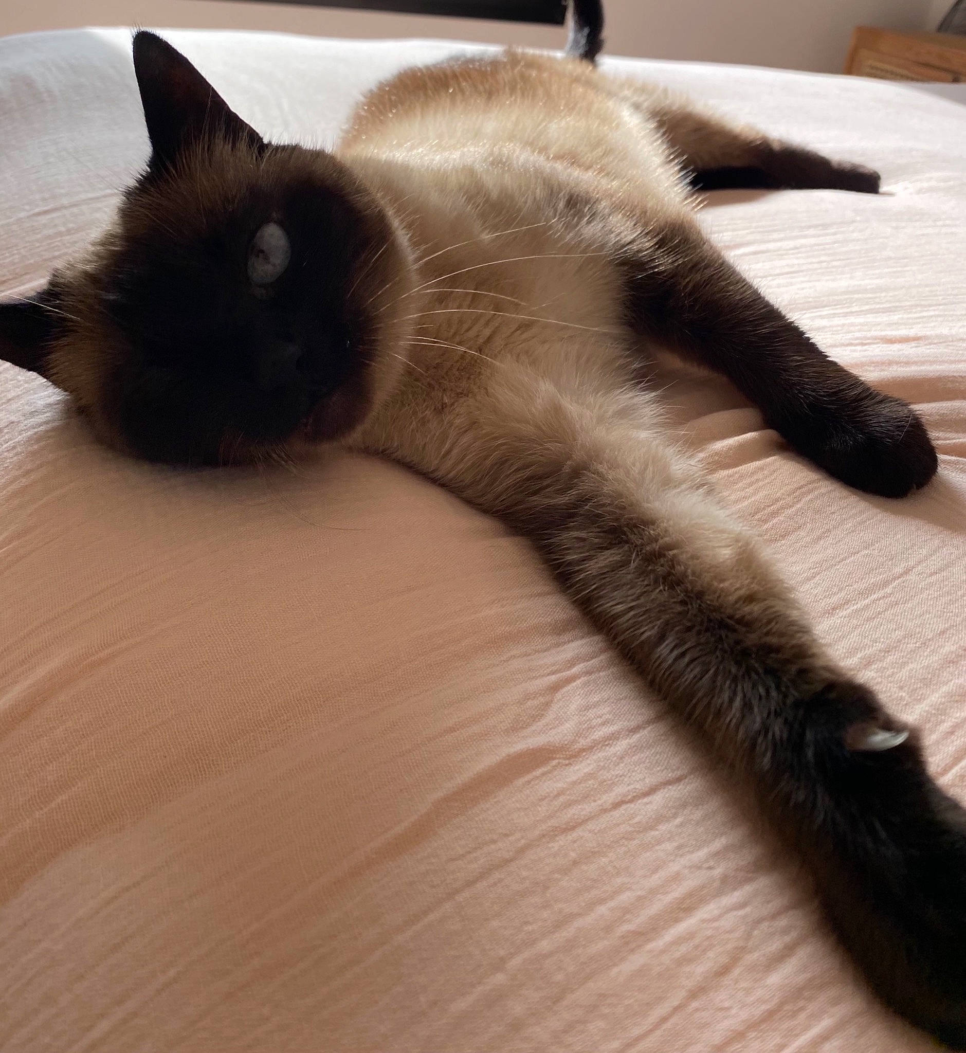 Lyla a rejoint le concours — aidez-le/la à gagner de superbes lots ! balinese, beige, carnivore, cat, domestic_short_haired_cat, fawn, felidae, fur, paw, siamese, small_to_medium_sized_cats, snout, tail, thai, tonkinese, whiskers, wood_flooring