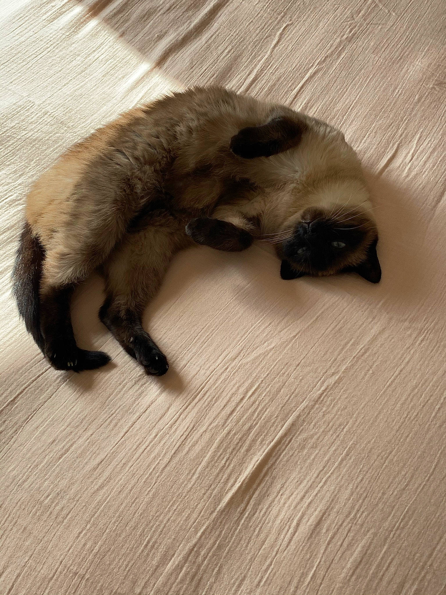 Lyla a rejoint le concours — aidez-le/la à gagner de superbes lots ! beige, carnivore, cat, claw, fawn, felidae, fur, laminate_flooring, paw, siamese, small_to_medium_sized_cats, snout, tail, terrestrial_animal, wood_flooring