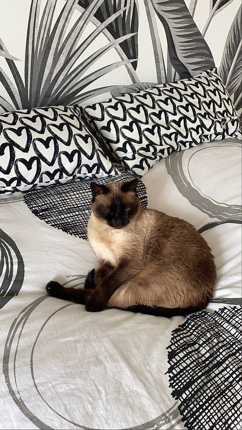 Lyla participe au concours pour gagner de l'argent avec cette photo : bed, bed_sheet, bedding, carnivore, cat, comfort, cushion, felidae, home_accessories, linens, pillow, siamese, small_to_medium_sized_cats, snout, thai, throw_pillow, tonkinese, vertebrate, whiskers