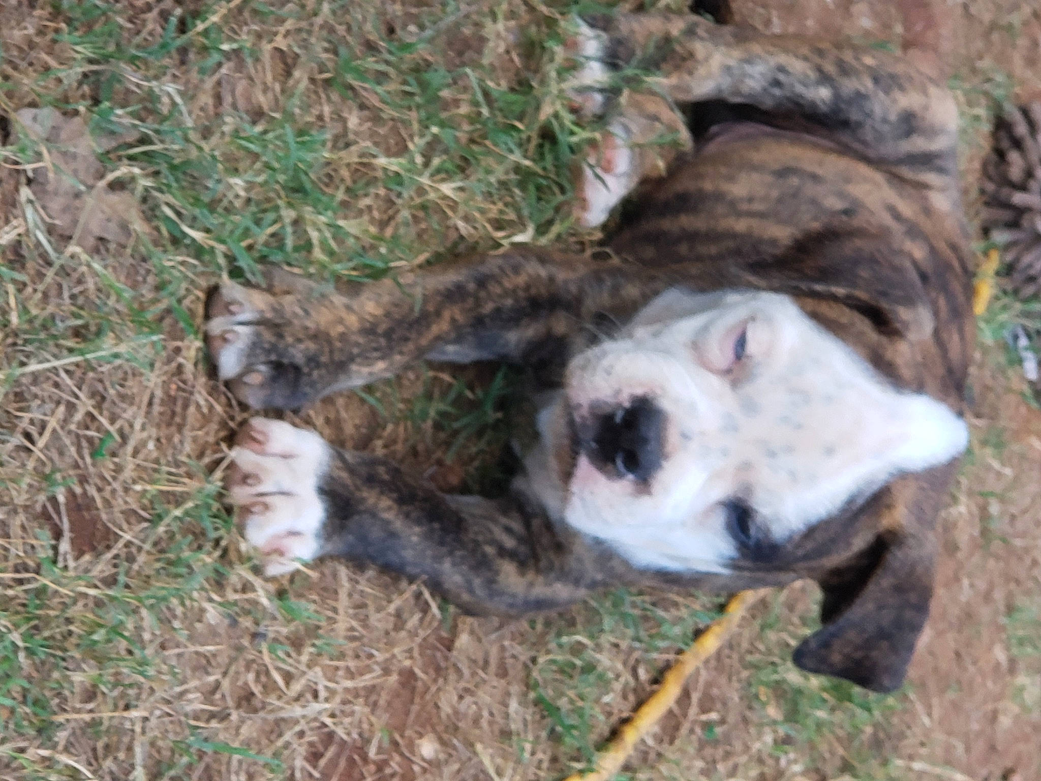 Blue is registered to the contest to win money with this photo: canidae, carnivore, companion_dog, dog_breed, fawn, fur, grass, grazing, hyena, livestock, mammal, plant, snout, soil, sporting_group, tail, terrestrial_animal, vertebrate, wood, working_animal