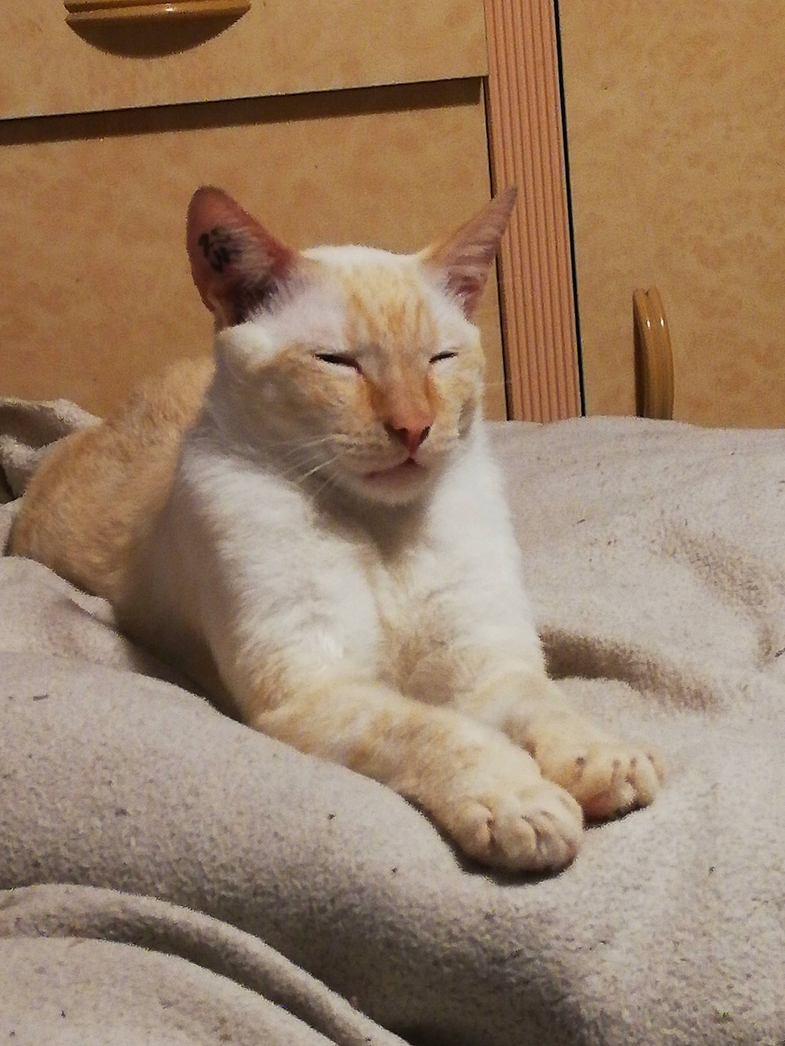 Simba participe au concours pour gagner de l'argent avec cette photo : carnivore, cat, cat_supply, claw, comfort, domestic_short_haired_cat, fang, fawn, felidae, fur, paw, small_to_medium_sized_cats, snout, tail, terrestrial_animal, whiskers