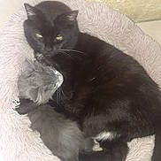 Ramsès Et Ridji a rejoint le concours — aidez-le/la à gagner de superbes lots ! cat, black_cat, gray_cat, pet, animal, feline, snuggling, cozy, bed, fur, whiskers, indoor, resting, cute, companion, cuddle, sleeping, soft, cute_pet, domestic_animal