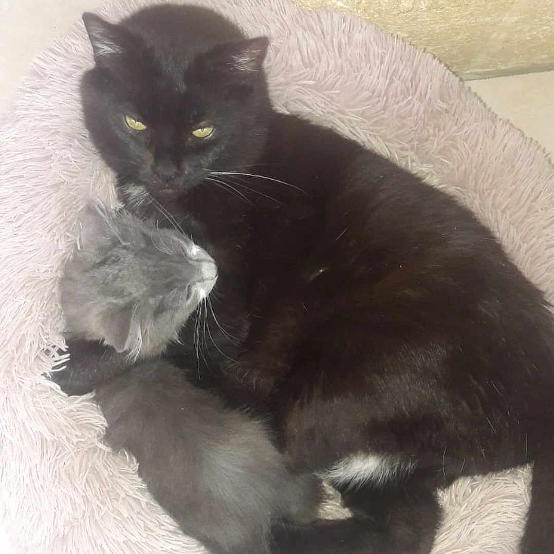 Ramsès Et Ridji a rejoint le concours — aidez-le/la à gagner de superbes lots ! animal, bed, black_cat, cat, companion, cozy, cuddle, cute, cute_pet, domestic_animal, feline, fur, gray_cat, indoor, pet, resting, sleeping, snuggling, soft, whiskers