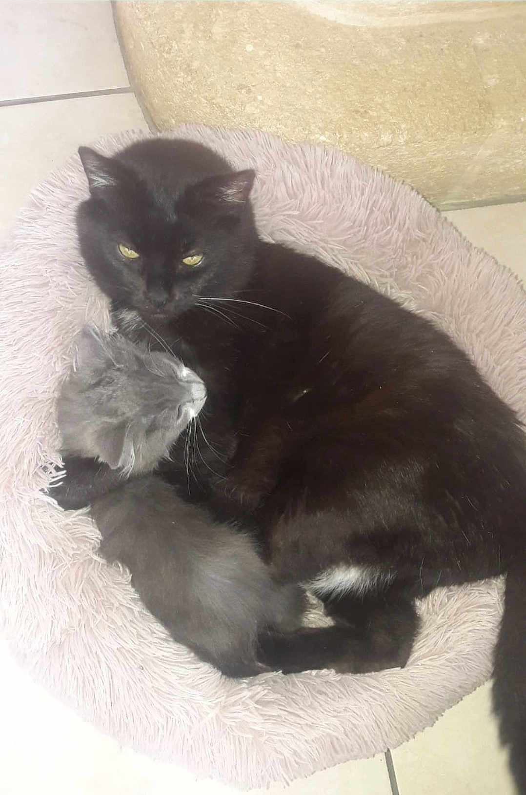 Ramsès Et Ridji a rejoint le concours — aidez-le/la à gagner de superbes lots ! cat, black_cat, gray_cat, pet, animal, feline, snuggling, cozy, bed, fur, whiskers, indoor, resting, cute, companion, cuddle, sleeping, soft, cute_pet, domestic_animal