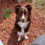 Max is registered to the contest to win money with this photo: alert, animal, blue_eyes, brown_dog, companion, cute, daylight, dog, domestic_animal, ears_up, fur, garden, looking_up, mulch, nature, outdoor, pet, plant, sitting, wooden_planter