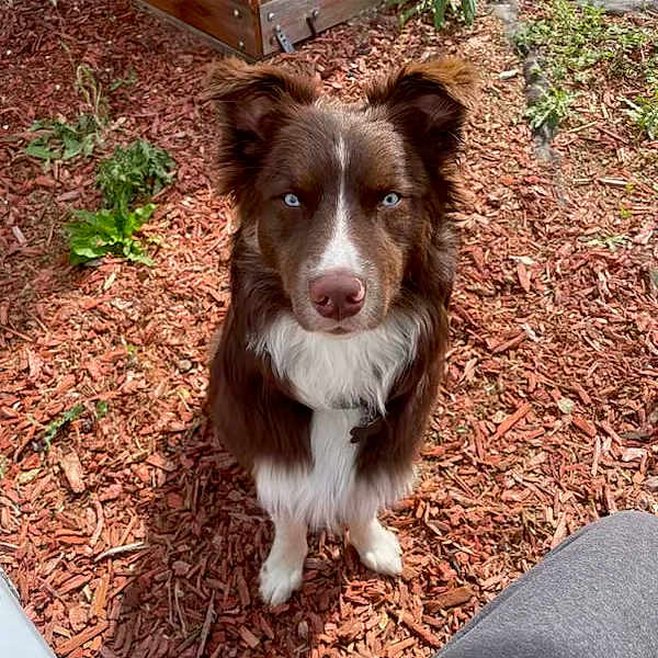Max