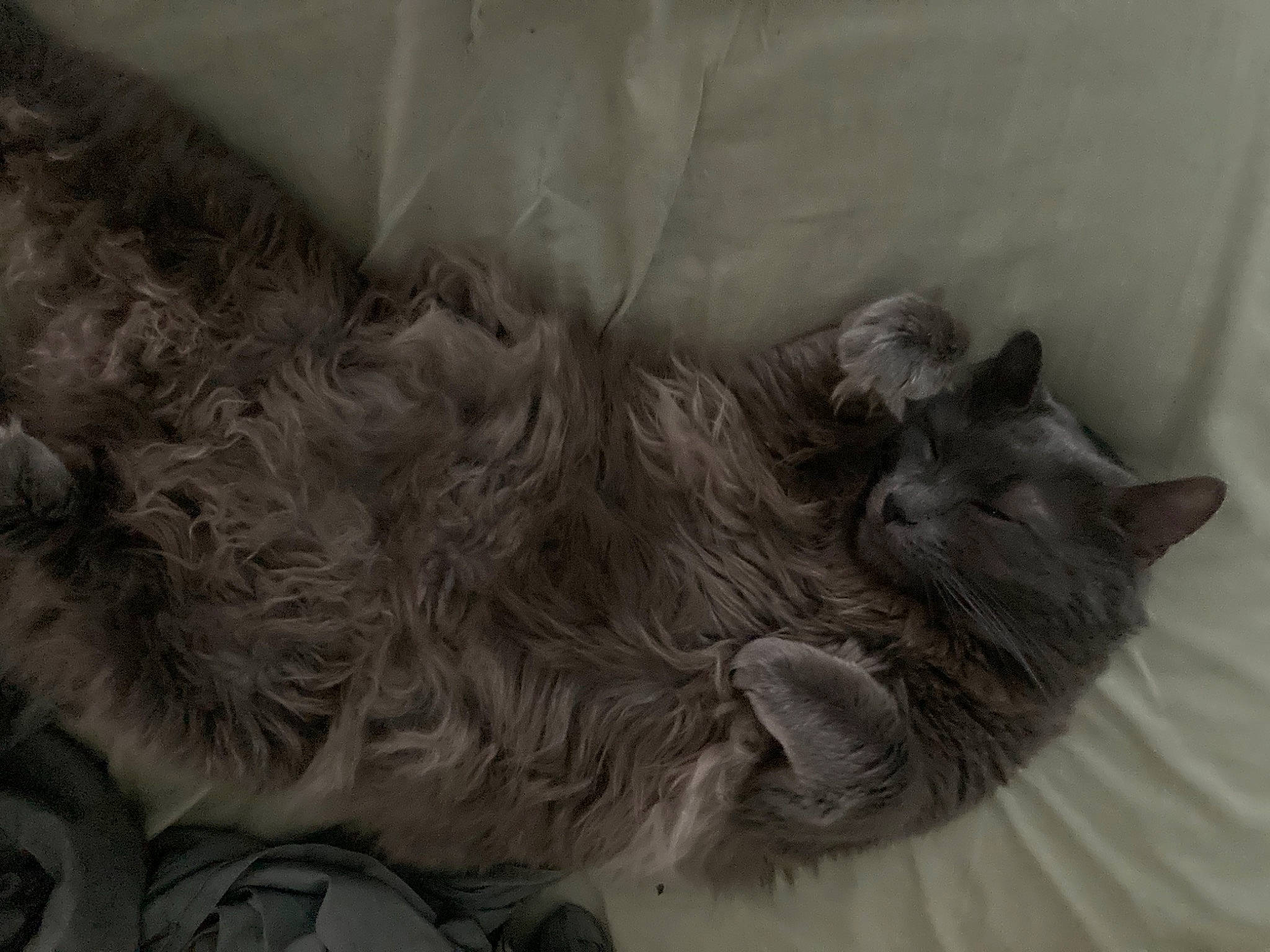 Freyja is registered to the contest to win money with this photo: canidae, carnivore, cat, claw, dog_breed, domestic_short_haired_cat, ear, eye, felidae, fur, grey, monochrome, monochrome_photography, nap, paw, small_to_medium_sized_cats, snout, sporting_group, tail, whiskers