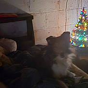 Megan joined the competition — help win amazing prizes! bed, blanket, brick_wall, christmas_tree, cozy, dark, decor, digital_clock, dog, doll, furniture, holiday, indoor, lights, plush, resting, room, shadow, sleeping, table