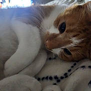 Mr Eric Wilson is registered to the contest to win money with this photo: abyssinian, animal, bed, blanket, boy, cat, chair, child, couch, face, furniture, head, kitten, male, manx, person, pet, siamese, sleeping, toy