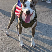Nova joined the competition — help win amazing prizes! dog, american_flag, harness, leash, tongue_out, outdoor, pavement, shadow, sunlight, people, legs, feet, blurred_background, pet, canine, animal, summer, event, walking, happy