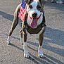 dog, american_flag, harness, leash, tongue_out, outdoor, pavement, shadow, sunlight, people, legs, feet, blurred_background, pet, canine, animal, summer, event, walking, happy