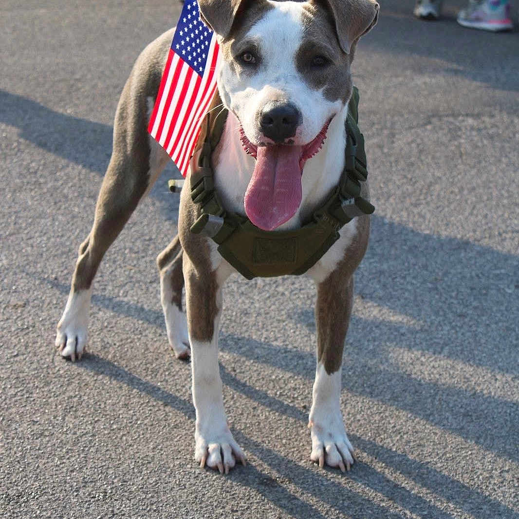 Nova joined the competition — help win amazing prizes! american_flag, animal, blurred_background, canine, dog, event, feet, happy, harness, leash, legs, outdoor, pavement, people, pet, shadow, summer, sunlight, tongue_out, walking