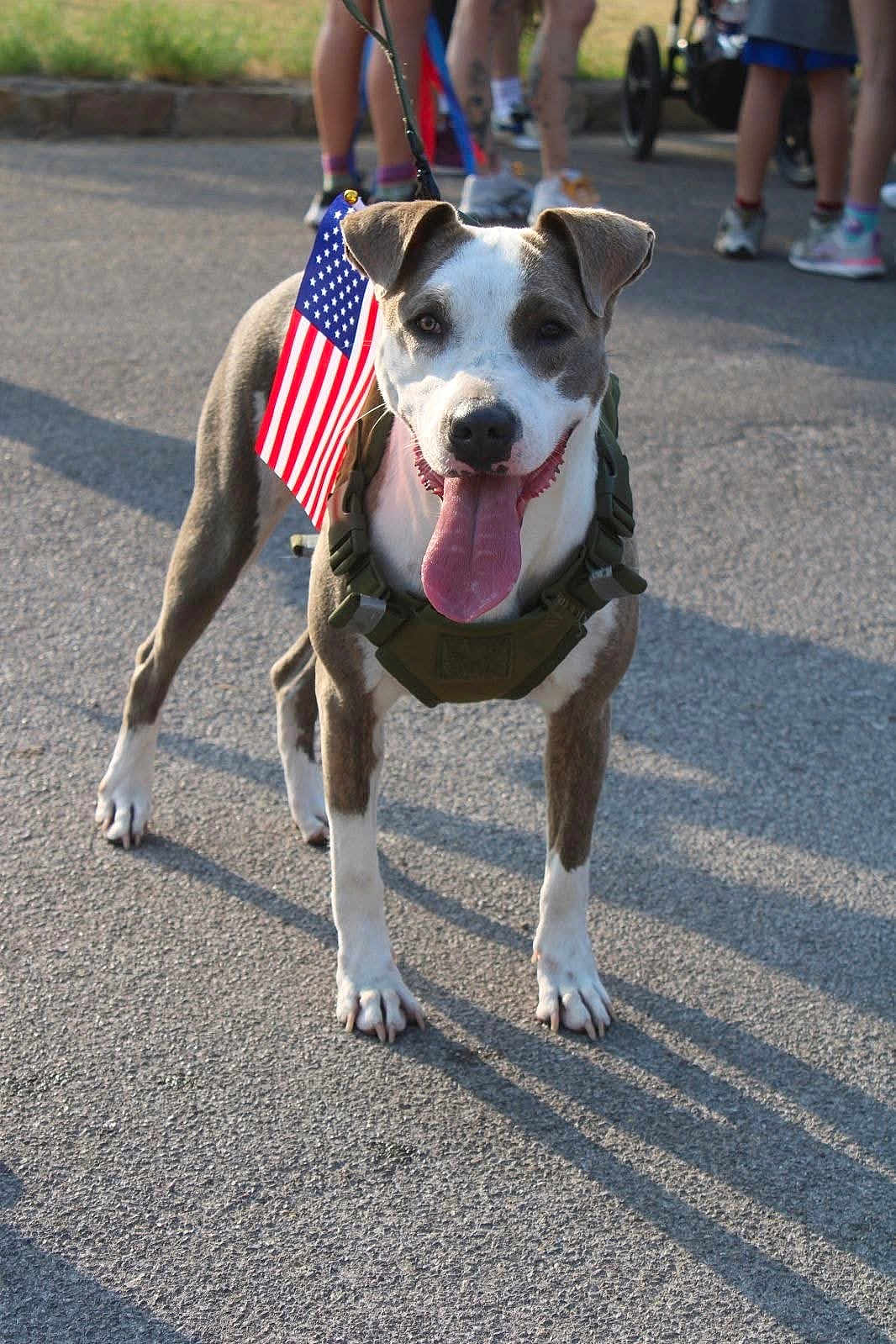 Nova joined the competition — help win amazing prizes! dog, american_flag, harness, leash, tongue_out, outdoor, pavement, shadow, sunlight, people, legs, feet, blurred_background, pet, canine, animal, summer, event, walking, happy