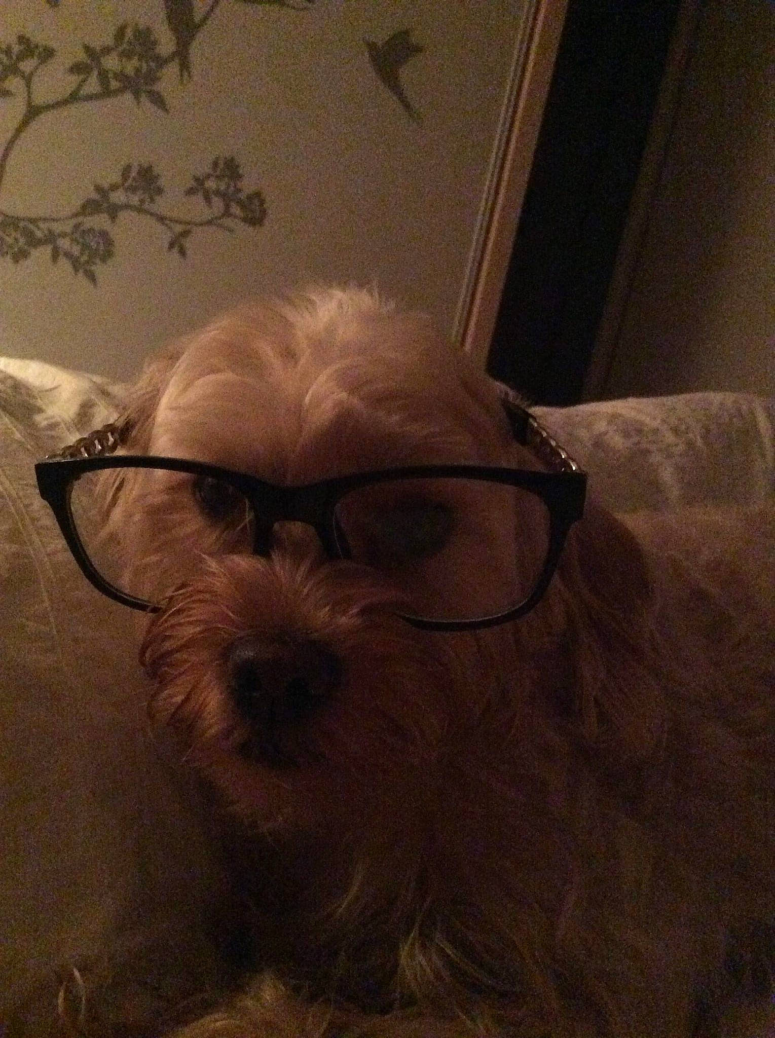 Izzy participe au concours pour gagner de l'argent avec cette photo : canidae, carnivore, comfort, companion_dog, dog, dog_breed, eyewear, fawn, fur, glasses, liver, small_terrier, snout, sporting_group, sunglasses, toy_dog, vision_care, wood, working_animal, wrinkle