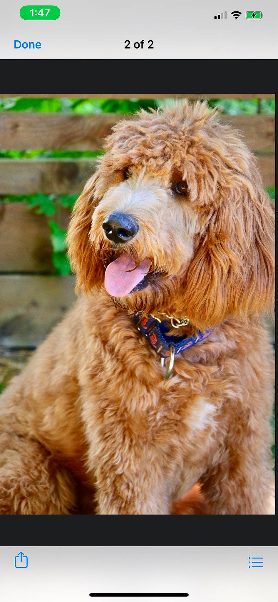 Jj is registered to the contest to win money with this photo: barbet, briquet_griffon_vendeen, canidae, carnivore, cockapoo, companion_dog, dog, dog_breed, golden_retriever, goldendoodle, labradoodle, mammal, otterhound, poodle, poodle_crossbreed, rare_breed_dog, snout, sporting_group, terrier, vertebrate