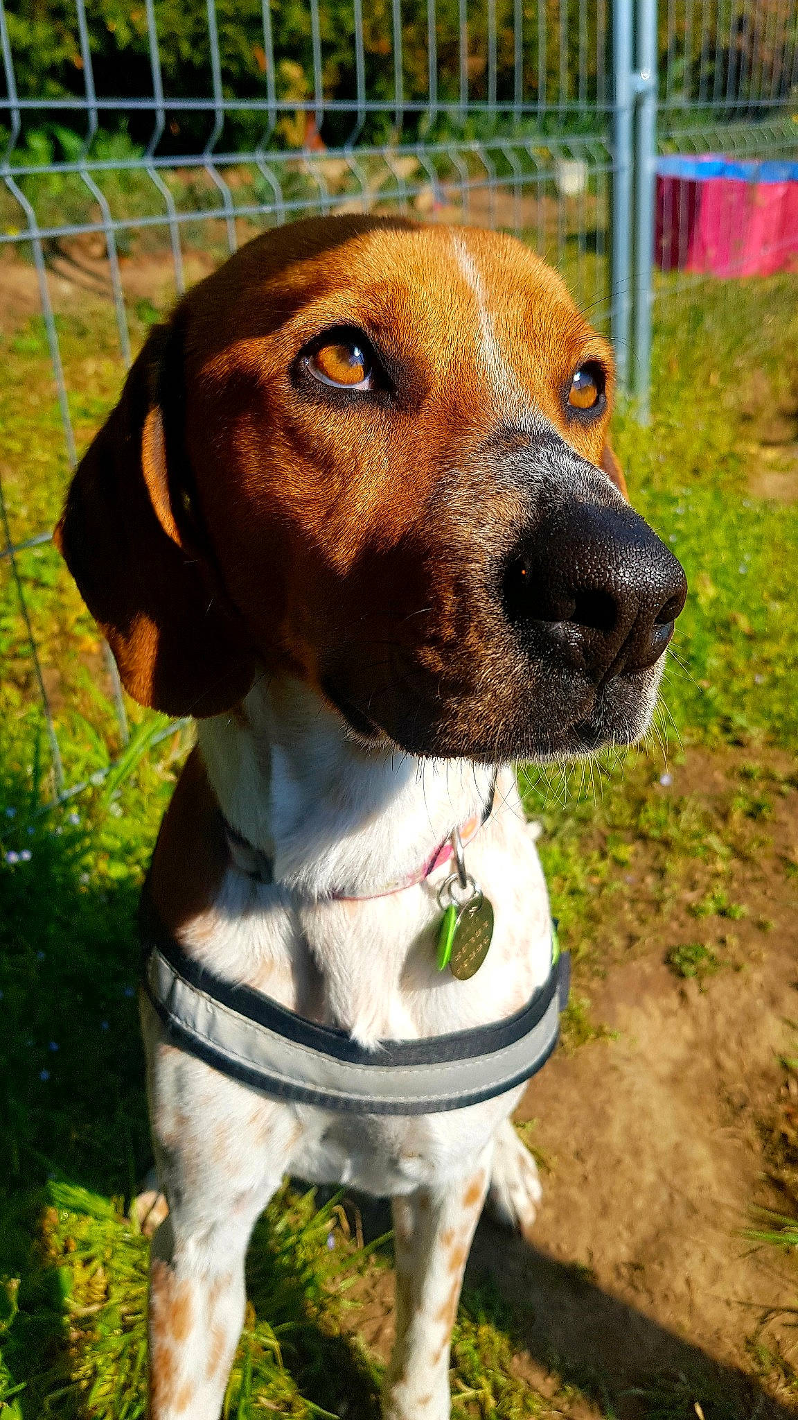 Flamme a rejoint le concours — aidez-le/la à gagner de superbes lots ! carnivore, collar, companion_dog, dog, dog_breed, dog_collar, dog_supply, fawn, fence, grass, hound, liver, mesh, pet_supply, plant, scent_hound, snout, sporting_group, whiskers, working_animal