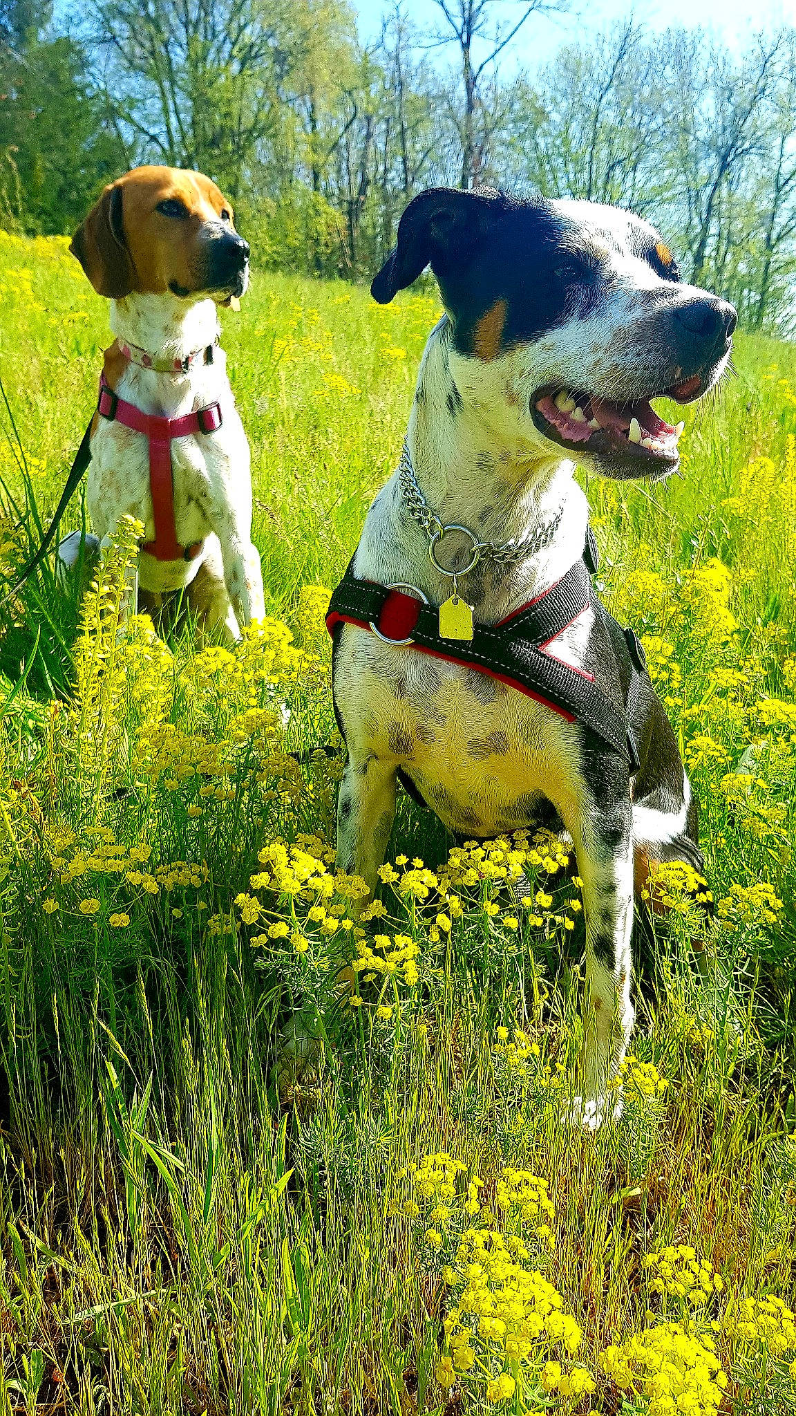 Flamme participe au concours pour gagner de l'argent avec cette photo : carnivore, collar, companion_dog, dog, dog_breed, dog_collar, fawn, field, flower, grass, grassland, happy, meadow, people_in_nature, plant, prairie, sky, sporting_group, vertebrate, working_animal
