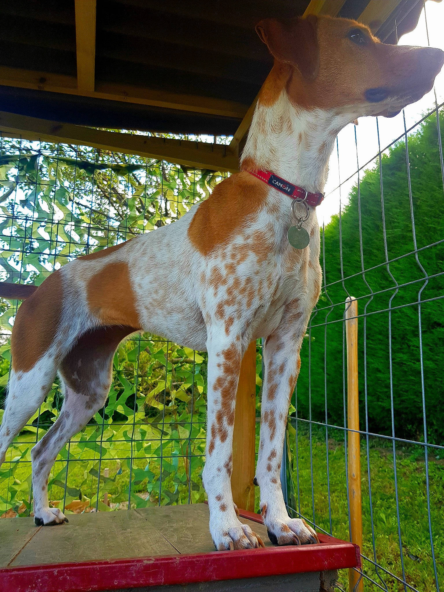 Flamme a rejoint le concours — aidez-le/la à gagner de superbes lots ! ancient_dog_breeds, canidae, carnivore, collar, companion_dog, dog, dog_breed, dog_collar, dog_supply, fawn, grass, gun_dog, liver, mammal, pet_supply, snout, sporting_group, tail, vertebrate, working_animal