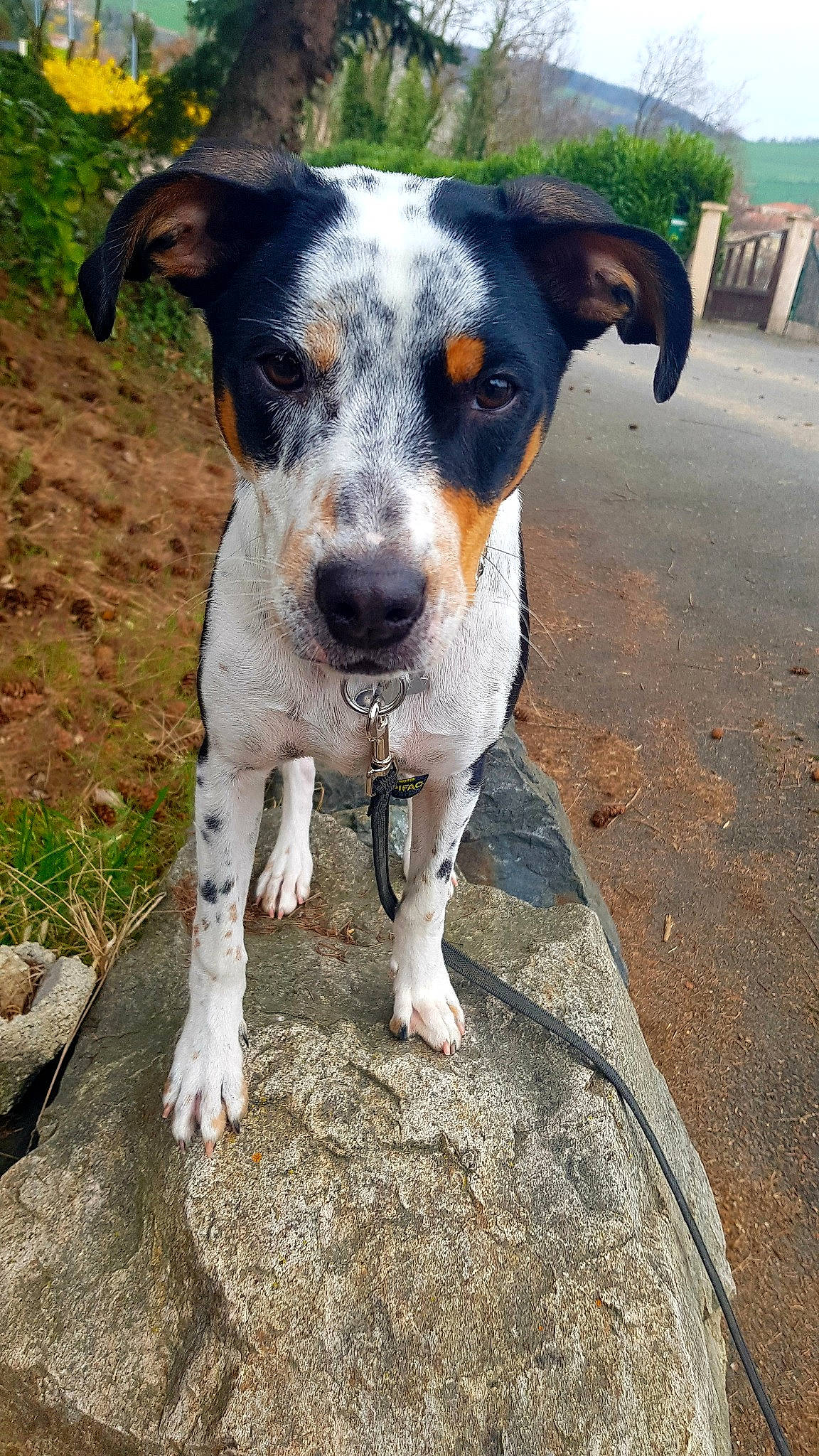 Pepper a rejoint le concours — aidez-le/la à gagner de superbes lots ! brazilian_terrier, canidae, carnivore, chilean_fox_terrier, companion_dog, danish_swedish_farmdog, dog, dog_breed, fawn, feist, louisiana_catahoula_leopard_dog, mammal, rare_breed_dog, ratonero_bodeguero_andaluz, snout, texas_heeler, vertebrate