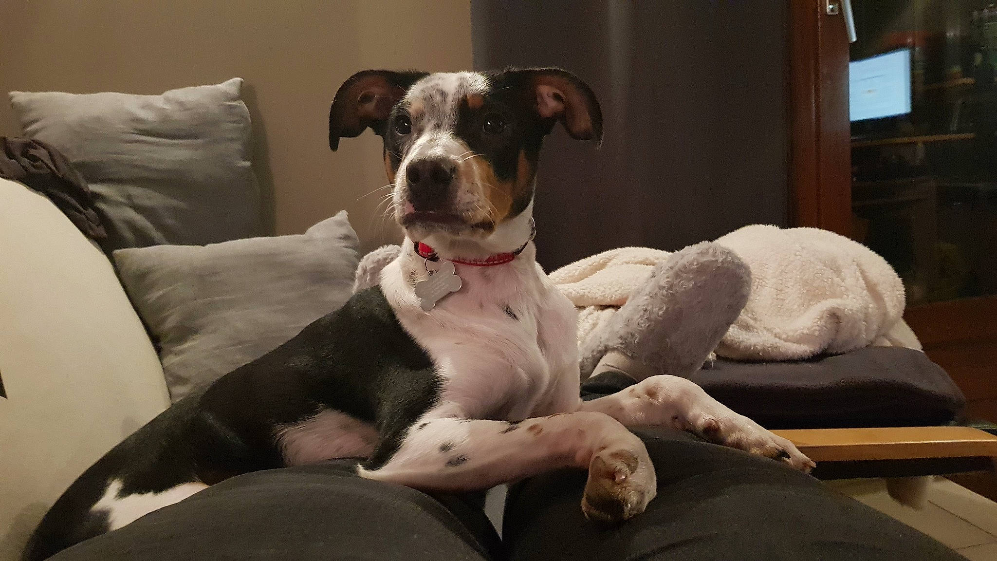 Pepper participe au concours pour gagner de l'argent avec cette photo : american_bulldog, canidae, carnivore, catahoula_bulldog, companion_dog, dog, dog_breed, fawn, mammal, non_sporting_group, pit_bull, puppy, puppy_love, snout, sporting_group, vertebrate