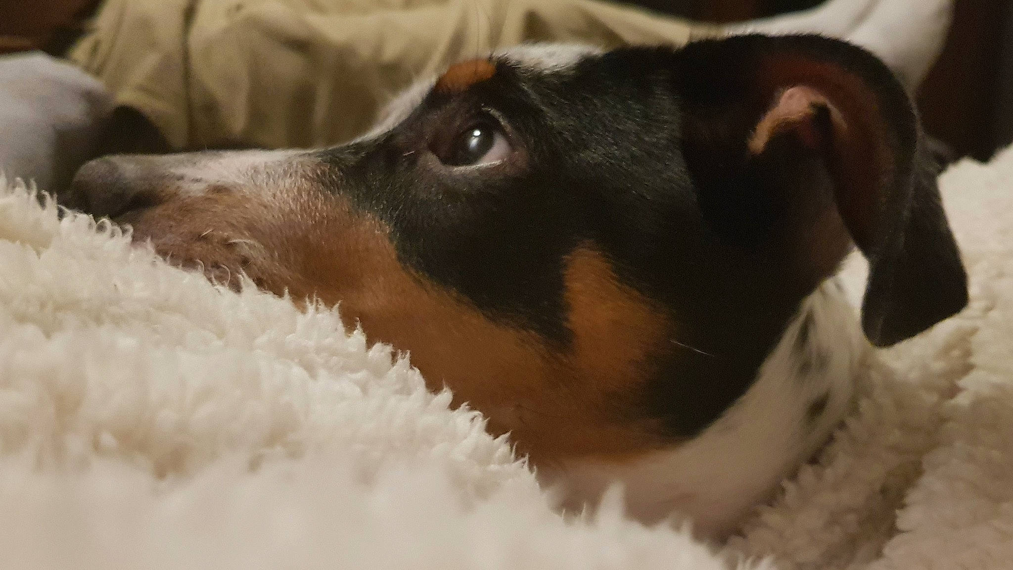 Pepper participe au concours pour gagner de l'argent avec cette photo : brazilian_terrier, canidae, carnivore, chilean_fox_terrier, danish_swedish_farmdog, dog, dog_breed, fox_terrier, japanese_terrier, mammal, miniature_fox_terrier, rare_breed_dog, rat_terrier, ratonero_bodeguero_andaluz, russell_terrier, smooth_fox_terrier, snout, teddy_roosevelt_terrier, toy_fox_terrier, vertebrate