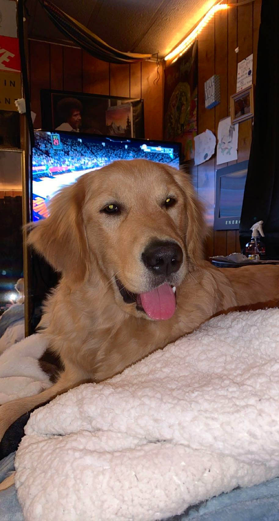 Duke is registered to the contest to win money with this photo: canidae, carnivore, comfort, companion_dog, curtain, dog, dog_breed, ear, fawn, flooring, fun, fur, golden_retriever, guard_dog, gun_dog, paw, retriever, snout, sporting_group, whiskers