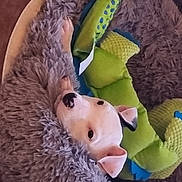 Virgule a rejoint le concours — aidez-le/la à gagner de superbes lots ! baby_toys, child, comfort, eyelash, fur, fur_clothing, linens, plush, stuffed_toy, teddy_bear, toy, wool