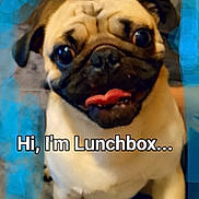 Lunchbox is registered to the contest to win money with this photo: animal, bulldog, canine, dog, pet, pug, puppy