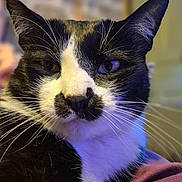 Nouppy a rejoint le concours — aidez-le/la à gagner de superbes lots ! animal, black_and_white, cat, close_up, cozy, cute, ears, eyes, face, feline, fur, indoor, mammal, mustache_pattern, pet, portrait, relaxed, resting, soft_lighting, whiskers