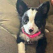 Roxy is registered to the contest to win money with this photo: puppy, dog, black_and_white, pink_collar, couch, pet, cute, young_dog, indoor, cozy, fur, animal, canine, looking_at_camera, front_paws, resting, domestic_animal, companion, small_dog, close_up