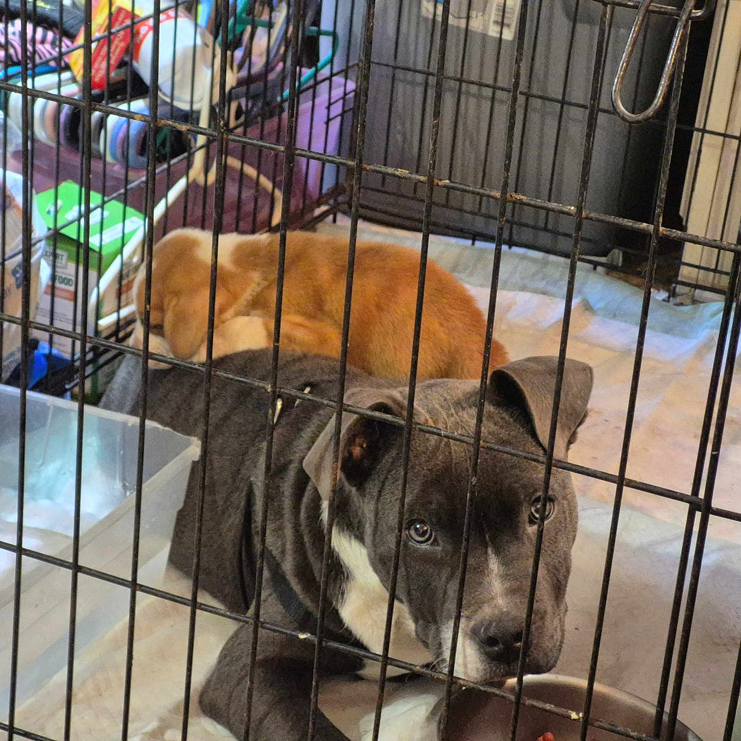 Duke And Buddy