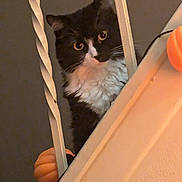 Ruffles joined the competition — help win amazing prizes! animal, autumn, black_and_white, cat, close_up, cozy, curious, cute, decor, feline, fluffy, home, indoor, orange, pet, pumpkin, railing, stairs, tuxedo_cat, whiskers