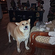 Yui is registered to the contest to win money with this photo: animal, brown_dog, cat, cozy, cute, decor, dog, flooring, furniture, gray_cat, home, indoor, knick_knacks, living_room, pet, photo_frame, rocking_chair, shelf, vintage, wooden_floor