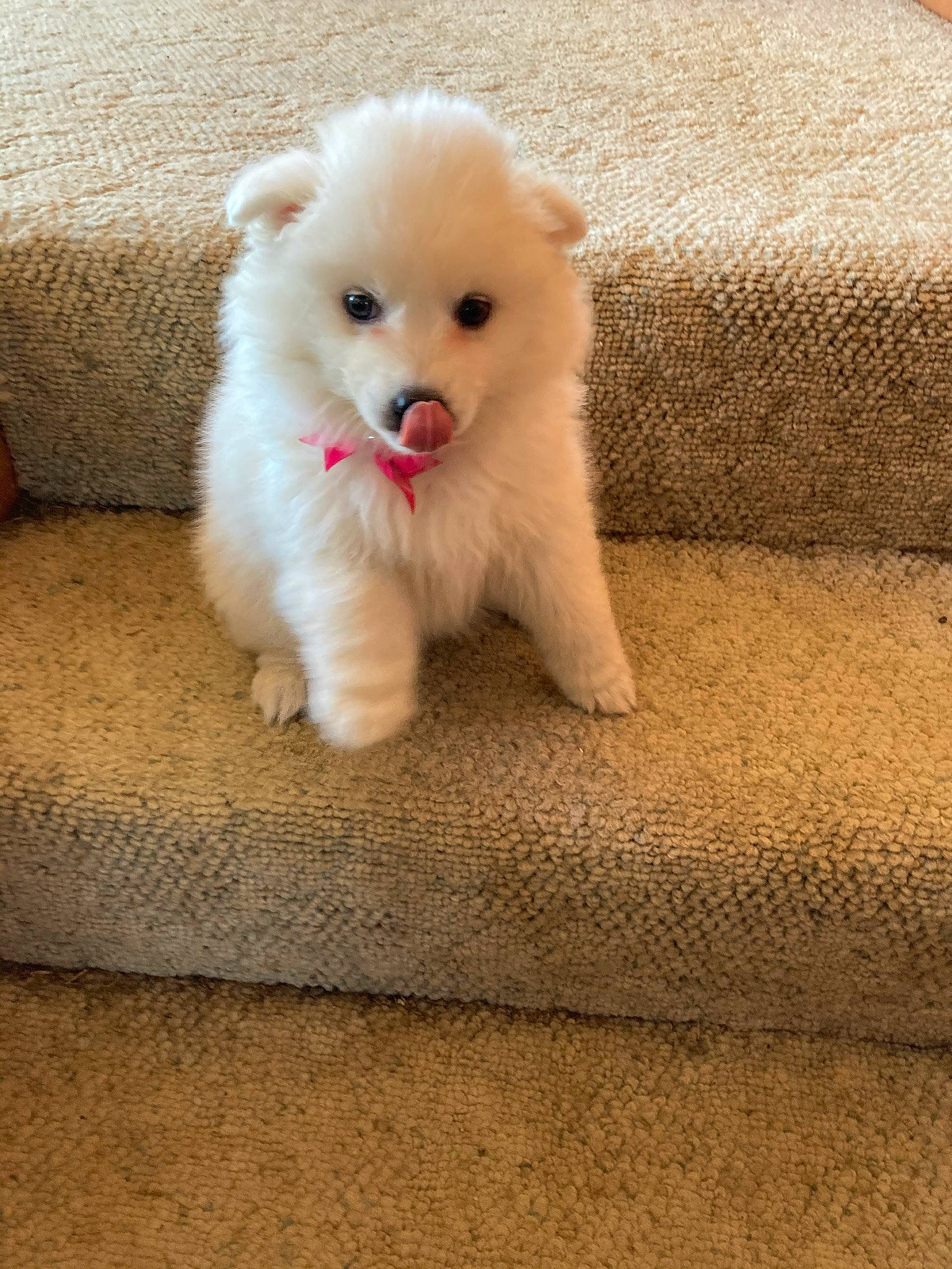 Addy joined the competition — help win amazing prizes! canidae, carnivore, companion_dog, dog, dog_breed, eye, fawn, fur, german_spitz, german_spitz_klein, japanese_spitz, samoyed, snout, spitz, sporting_group, tail, toy_dog, volpino_italiano, whiskers, working_animal