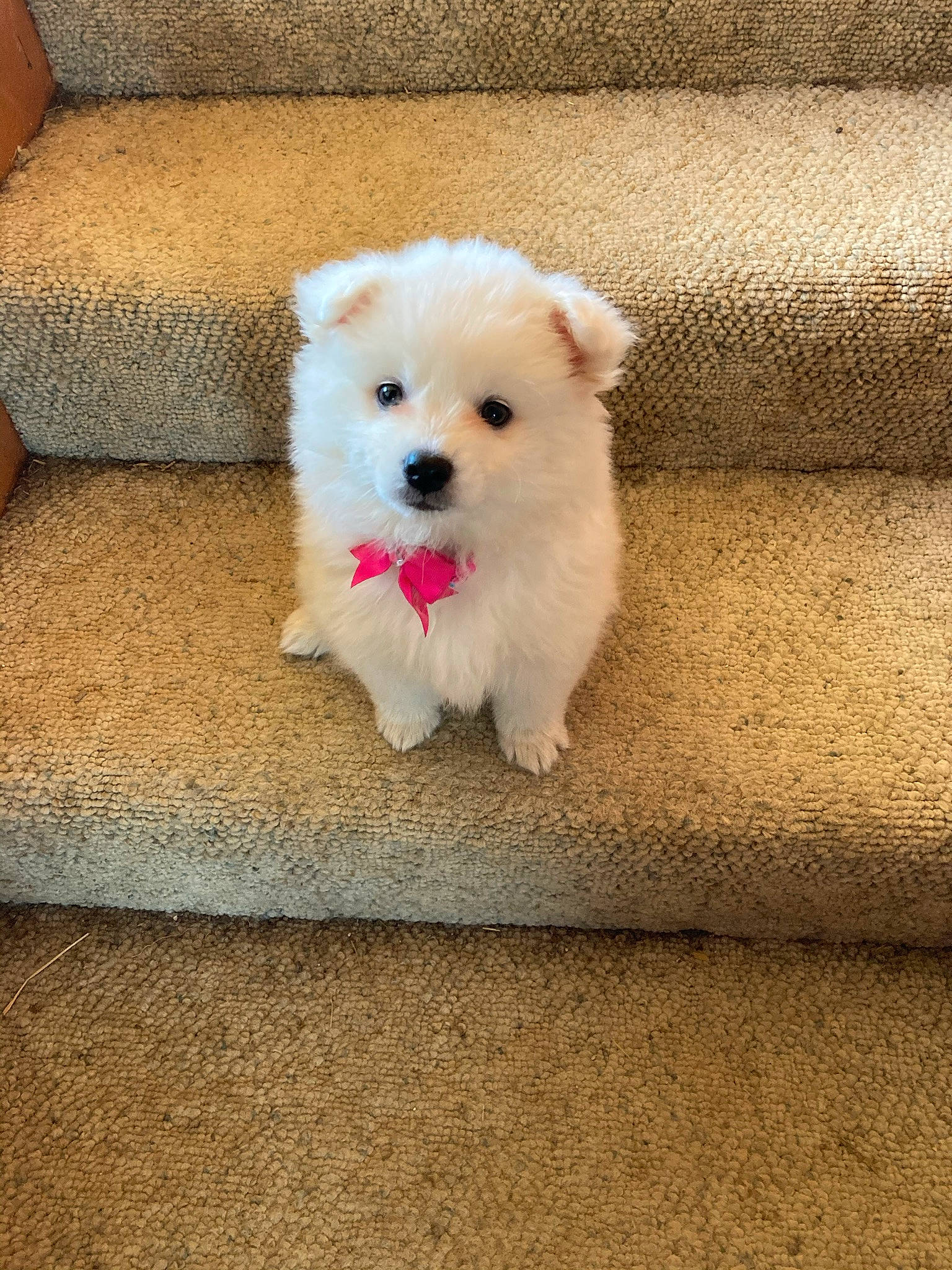 Addy is registered to the contest to win money with this photo: canidae, carnivore, companion_dog, dog, dog_breed, fawn, flooring, fur, japanese_spitz, maltepoo, non_sporting_group, puppy, snout, sporting_group, toy_dog, working_animal