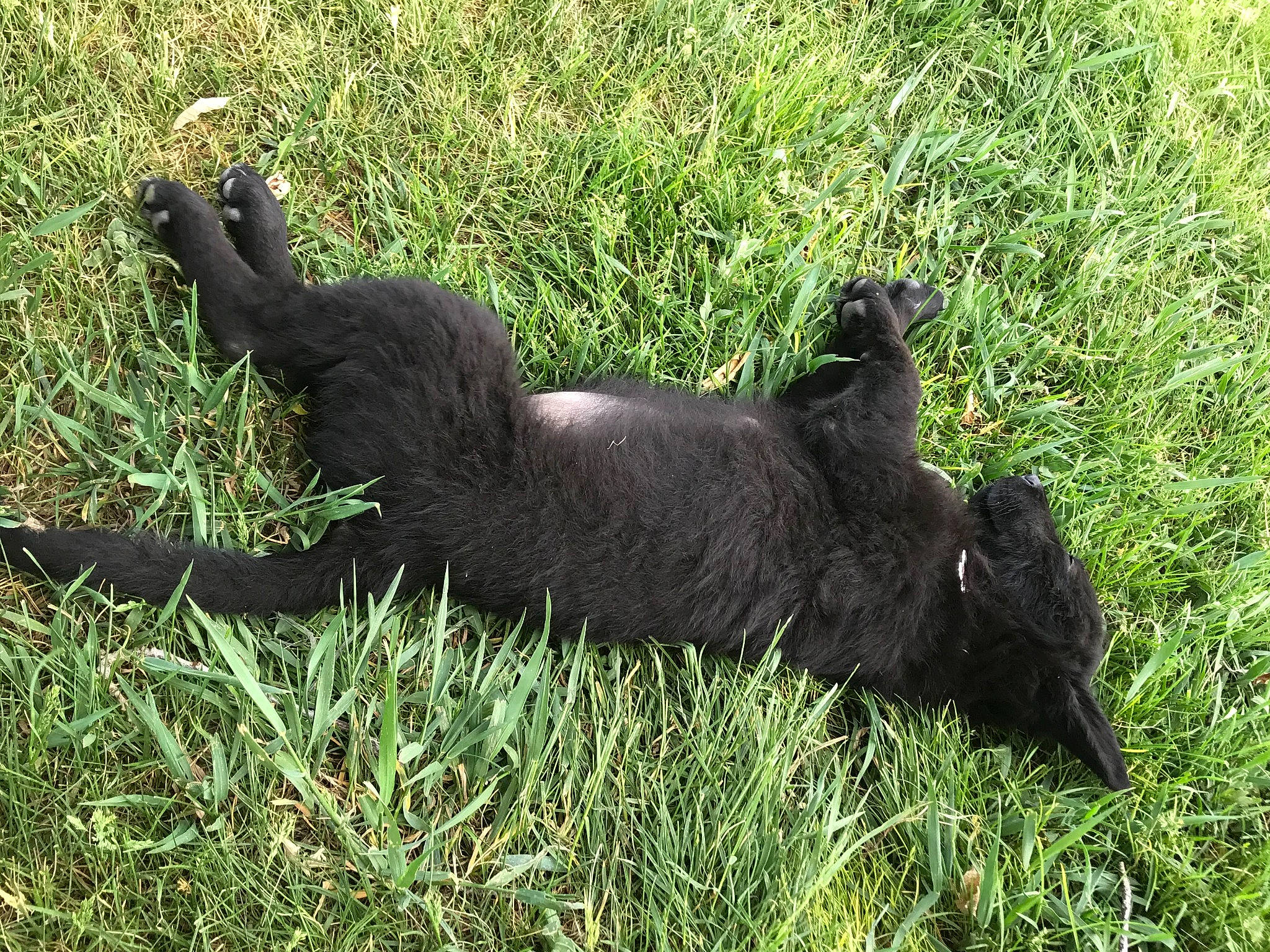 Gracie joined the competition — help win amazing prizes! canidae, carnivore, cat, companion_dog, dog_breed, felidae, fur, grass, grassland, groundcover, pasture, plant, small_to_medium_sized_cats, sporting_group, tail, terrestrial_animal