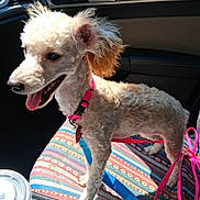 Peaches joined the competition — help win amazing prizes! dog, poodle, curly_fur, white_dog, pet, animal, sitting, standing, happy, open_mouth, tongue, collar, leash, pink_accessories, car, vehicle_interior, passenger_seat, blanket, sunlight, road_trip