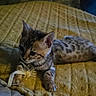Saba participe au concours pour gagner de l'argent avec cette photo : cat, kitten, two_cats, tabby, striped_fur, pet, animal, cuddling, sleeping, cozy, blanket, bed, toy, whiskers, ears, paws, indoor, dim_lighting, portrait, cute