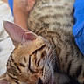 Saba participe au concours pour gagner de l'argent avec cette photo : cat, sleeping, pet, tabby, spotted, fur, whiskers, ears, paws, closed_eyes, relaxed, cuddling, lap, person, hand, blue_clothing, indoor, cozy, portrait, nap