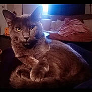 Jasper Jacks joined the competition — help win amazing prizes! animal, blanket, cat, couch, cozy, cute, domestic_cat, ears, eyes, fur, furniture, gray_cat, home, indoor, living_room, mammal, pet, posing, relaxed, whiskers