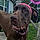 Libbie