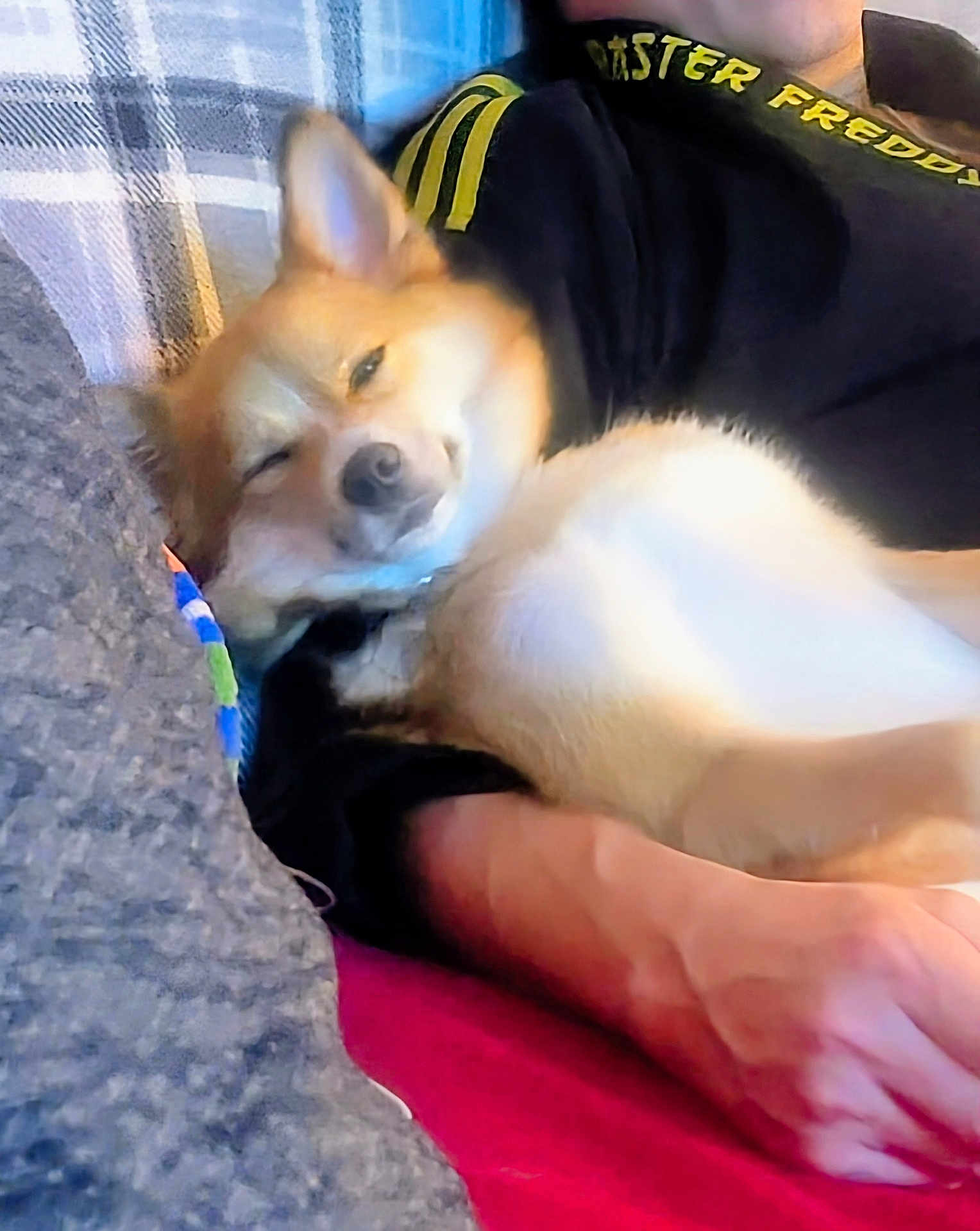 Annabelle is registered to the contest to win money with this photo: dog, person, arm, blanket, couch, resting, sleepy, fur, comfort, indoor, clothing, textile, casual, relaxation, human, pet, closeup, cozy, fabric, home