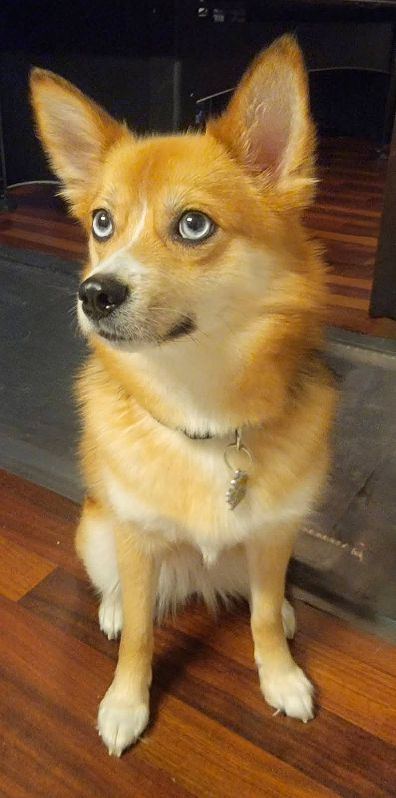 animal, attentive, blue_eyes, canine, collar, companion, cute, dog, domestic, ears_up, fur, furry, house, indoor, looking_away, medium_size, pet, portrait, sitting, wooden_floor