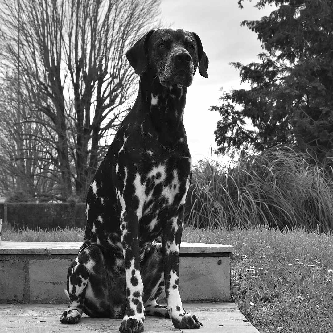 Scoubi